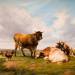 Landscape with Cattle and Fowl